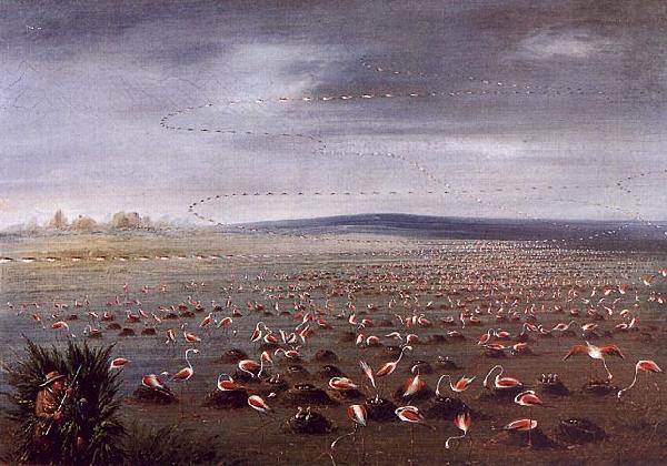 George Catlin Ambush for Flamingoes oil painting image